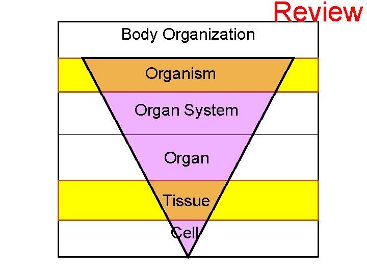 Body Organization Organism Organ System Organ Tissue Cell Review 