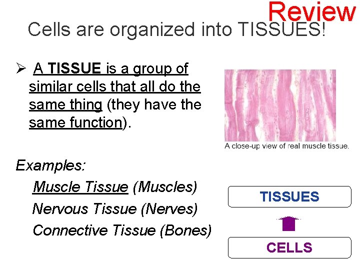 Review Cells are organized into TISSUES! Ø A TISSUE is a group of similar