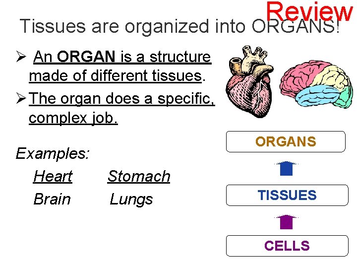 Review Tissues are organized into ORGANS! Ø An ORGAN is a structure made of