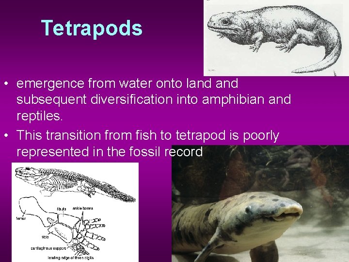 Tetrapods • emergence from water onto land subsequent diversification into amphibian and reptiles. •