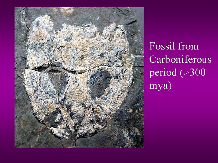 Fossil from Carboniferous period (>300 mya) 