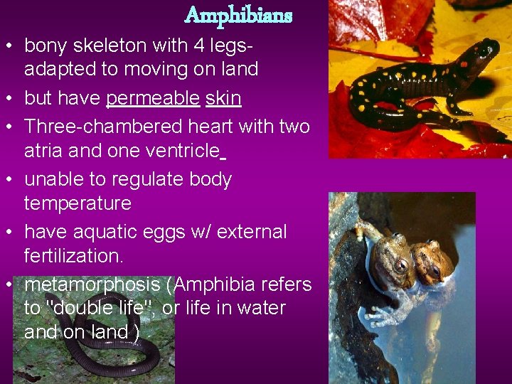 Amphibians • bony skeleton with 4 legsadapted to moving on land • but have