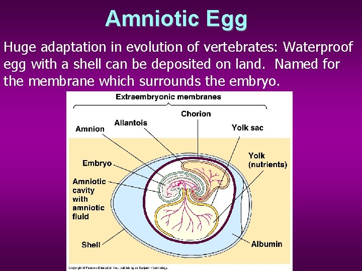 Amniotic Egg Huge adaptation in evolution of vertebrates: Waterproof egg with a shell can