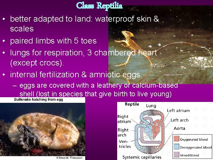 Class Reptilia • better adapted to land: waterproof skin & scales • paired limbs