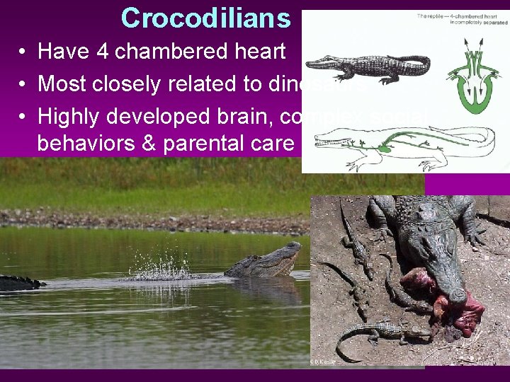 Crocodilians • Have 4 chambered heart • Most closely related to dinosaurs • Highly