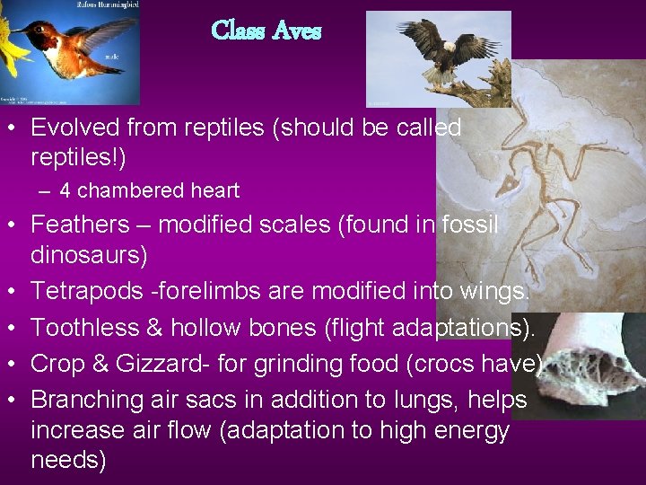 Class Aves • Evolved from reptiles (should be called reptiles!) – 4 chambered heart