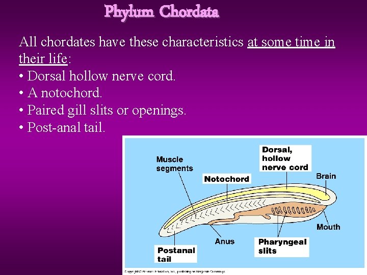 Phylum Chordata All chordates have these characteristics at some time in their life: •