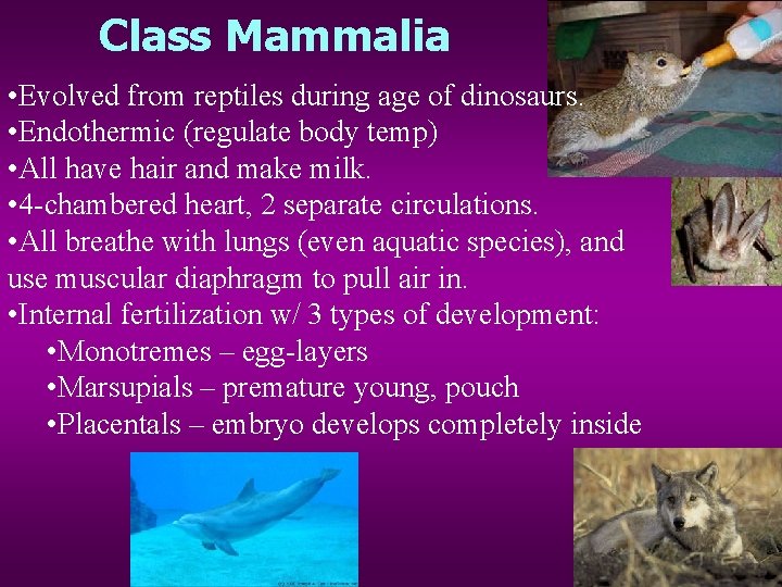 Class Mammalia • Evolved from reptiles during age of dinosaurs. • Endothermic (regulate body
