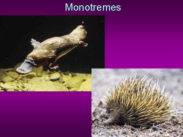 Monotremes 