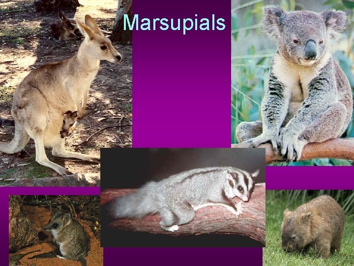 Marsupials 