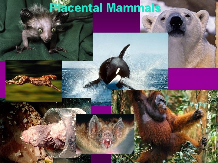 Placental Mammals 