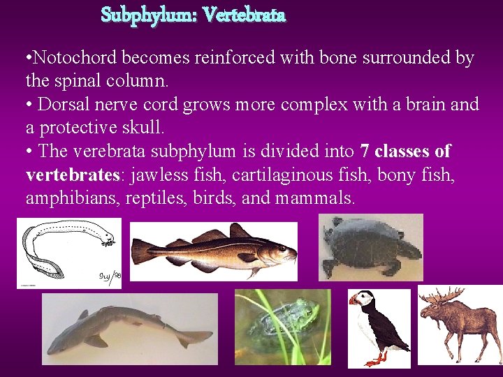 Subphylum: Vertebrata • Notochord becomes reinforced with bone surrounded by the spinal column. •