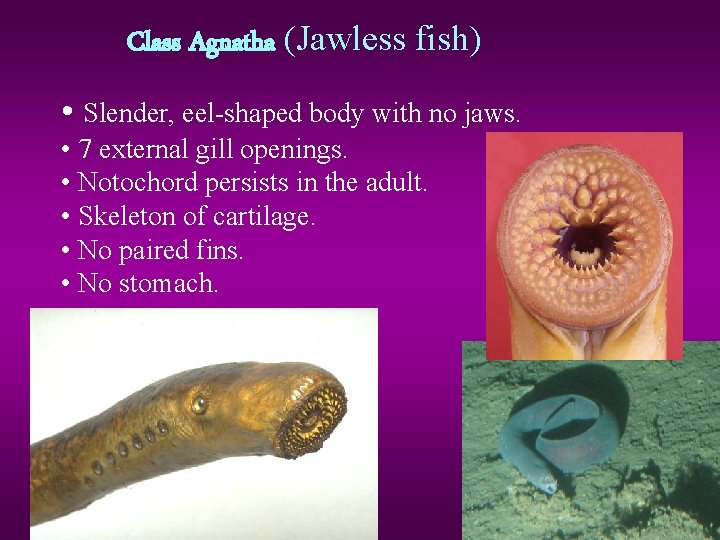 Class Agnatha (Jawless fish) • Slender, eel-shaped body with no jaws. • 7 external