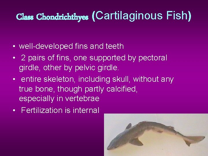 Class Chondrichthyes (Cartilaginous Fish) • well-developed fins and teeth • 2 pairs of fins,