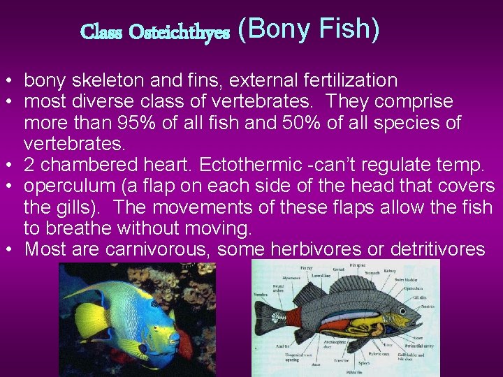 Class Osteichthyes (Bony Fish) • bony skeleton and fins, external fertilization • most diverse