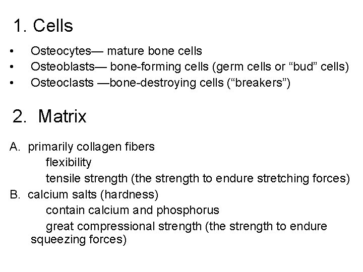 1. Cells • • • Osteocytes— mature bone cells Osteoblasts— bone-forming cells (germ cells 1. Cells • • • Osteocytes— mature bone cells Osteoblasts— bone-forming cells (germ cells