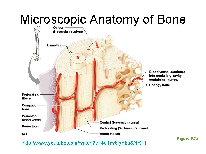 Microscopic Anatomy of Bone http: //www. youtube. com/watch? v=4 q. Tiw 8 ly. Ybs&NR=1 Microscopic Anatomy of Bone http: //www. youtube. com/watch? v=4 q. Tiw 8 ly. Ybs&NR=1