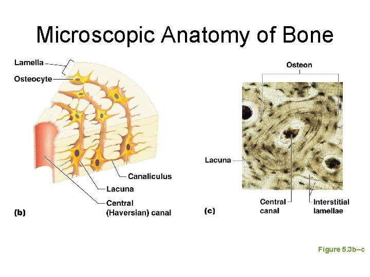 Microscopic Anatomy of Bone Figure 5. 3 b–c Microscopic Anatomy of Bone Figure 5. 3 b–c