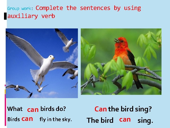 Complete the sentences by using auxiliary verb Group work: What can birds do? Birds