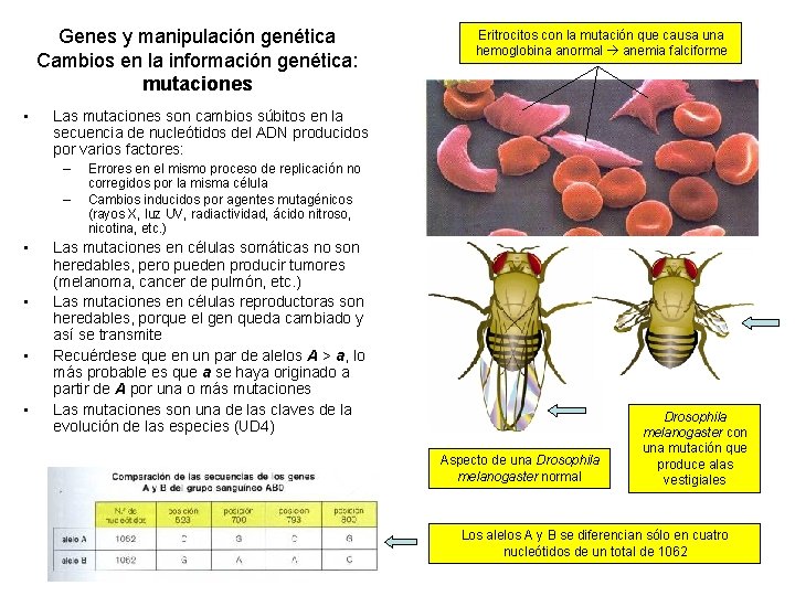 Genes y manipulación genética Cambios en la información genética: mutaciones • Las mutaciones son