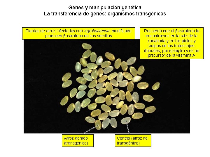 Genes y manipulación genética La transferencia de genes: organismos transgénicos Plantas de arroz infectadas