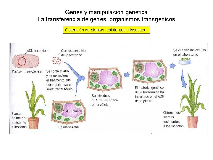 Genes y manipulación genética La transferencia de genes: organismos transgénicos Obtención de plantas resistentes