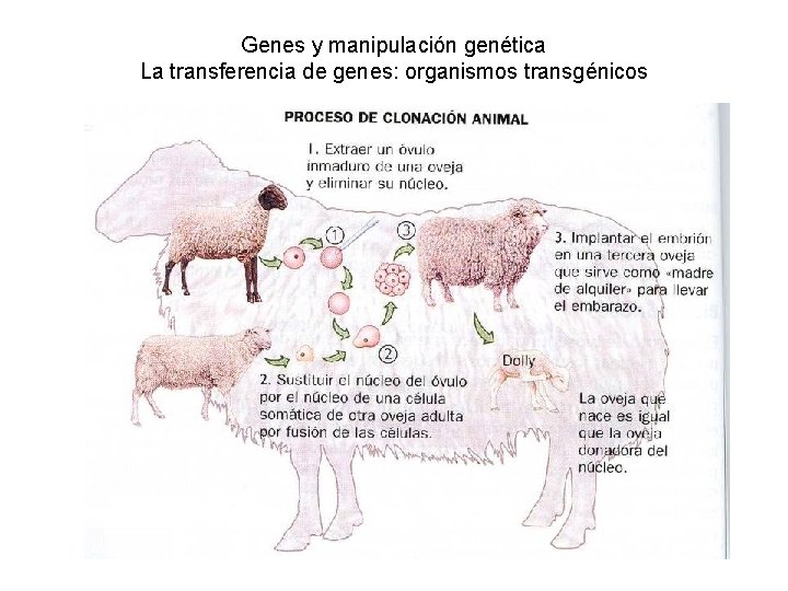 Genes y manipulación genética La transferencia de genes: organismos transgénicos 