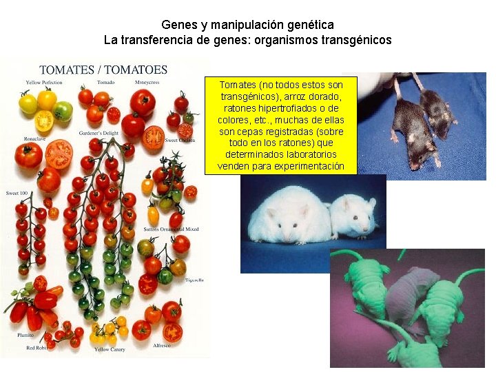 Genes y manipulación genética La transferencia de genes: organismos transgénicos Tomates (no todos estos