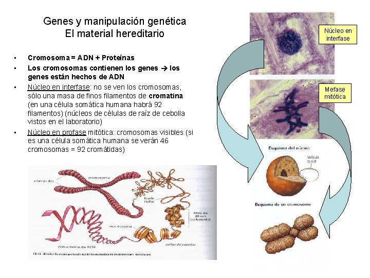 Genes y manipulación genética El material hereditario • • Cromosoma = ADN + Proteínas
