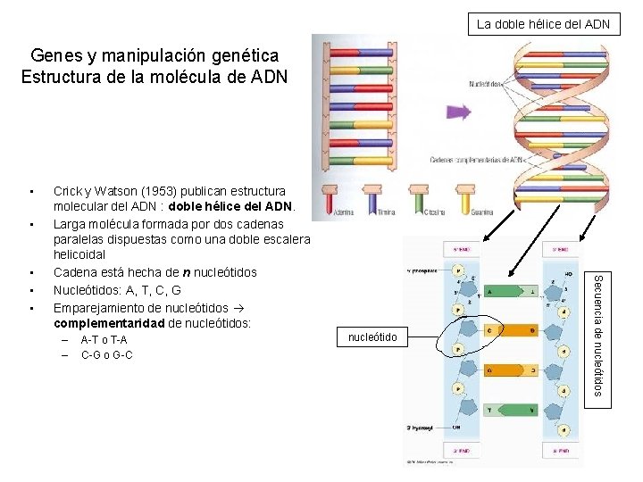 La doble hélice del ADN Genes y manipulación genética Estructura de la molécula de