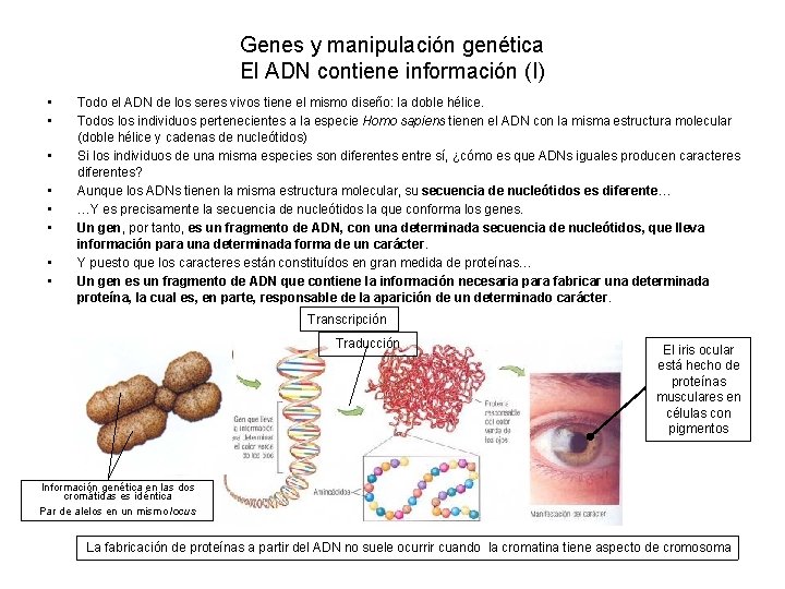 Genes y manipulación genética El ADN contiene información (I) • • Todo el ADN
