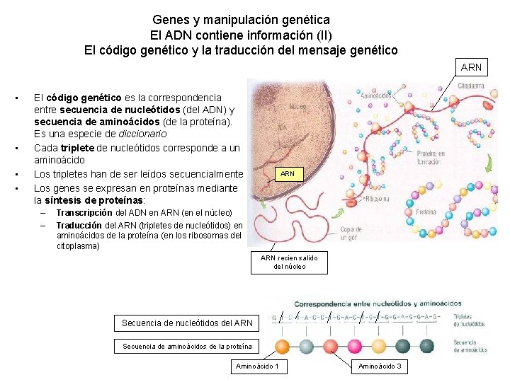 Genes y manipulación genética El ADN contiene información (II) El código genético y la