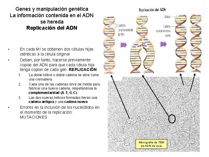 Genes y manipulación genética La información contenida en el ADN se hereda Replicación del