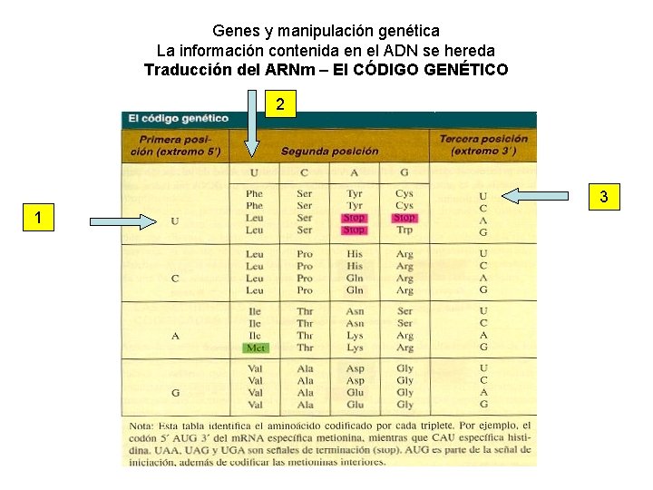 Genes y manipulación genética La información contenida en el ADN se hereda Traducción del