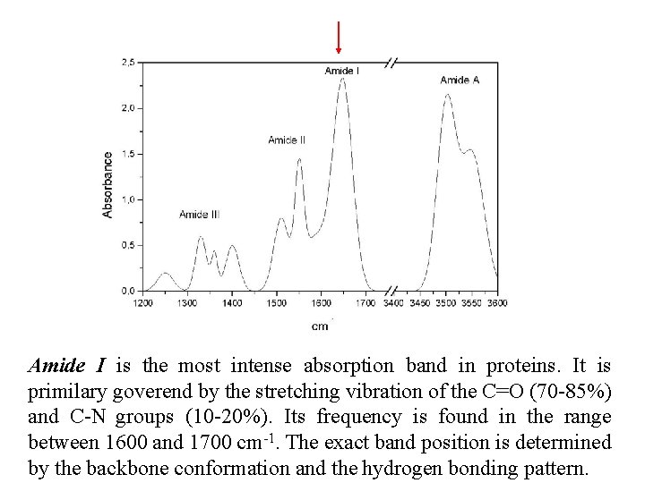 Amide I is the most intense absorption band in proteins. It is primilary goverend