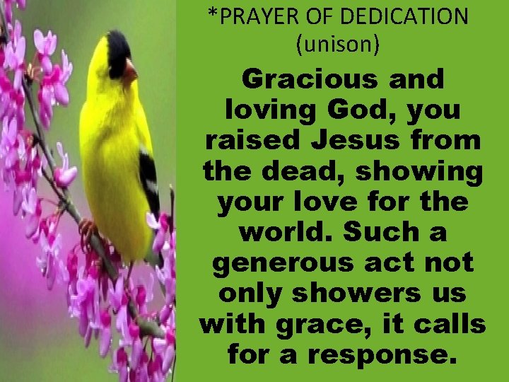 *PRAYER OF DEDICATION (unison) Gracious and loving God, you raised Jesus from the dead,