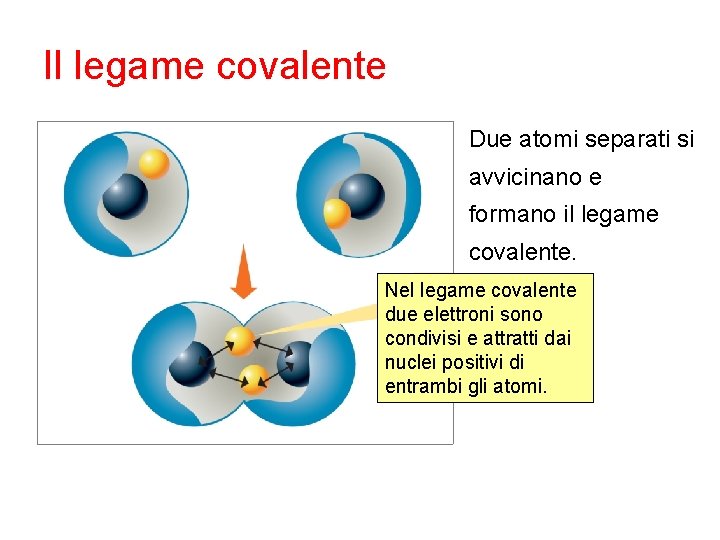 Il legame covalente Due atomi separati si avvicinano e formano il legame covalente. Nel