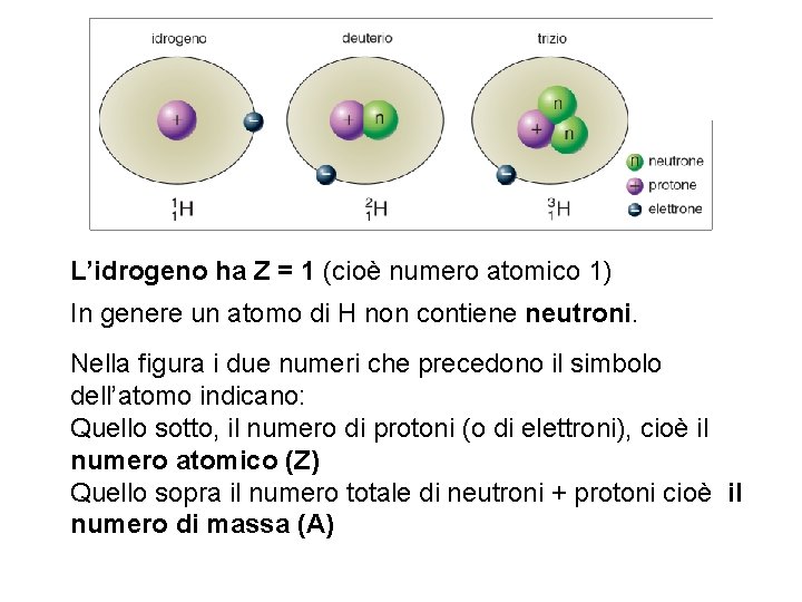 L’idrogeno ha Z = 1 (cioè numero atomico 1) In genere un atomo di