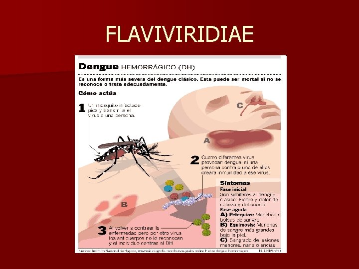 FLAVIVIRIDIAE 