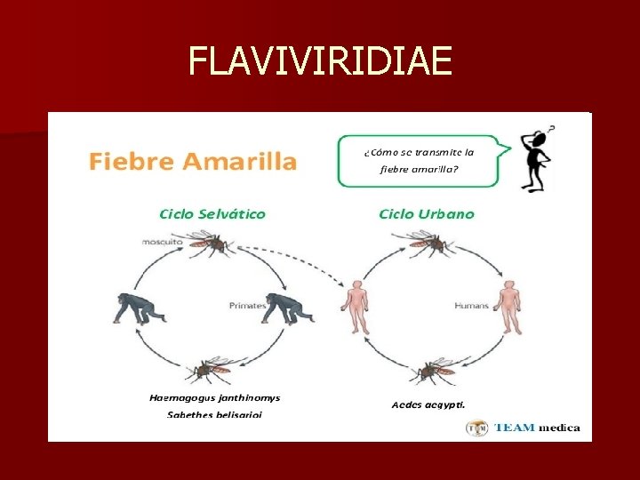 FLAVIVIRIDIAE 