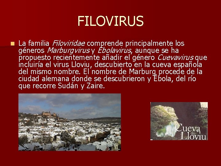 FILOVIRUS n La familia Filoviridae comprende principalmente los géneros Marburgvirus y Ebolavirus, aunque se