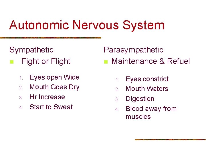 Autonomic Nervous System Sympathetic n Fight or Flight 1. 2. 3. 4. Eyes open