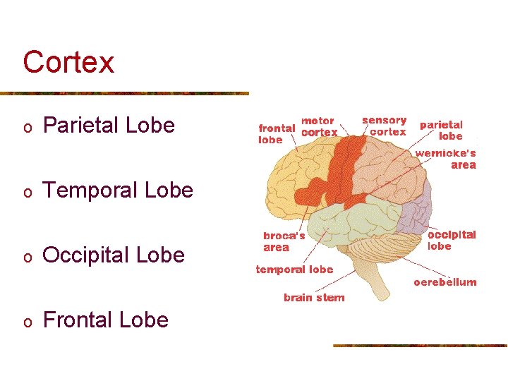 Cortex o Parietal Lobe o Temporal Lobe o Occipital Lobe o Frontal Lobe 