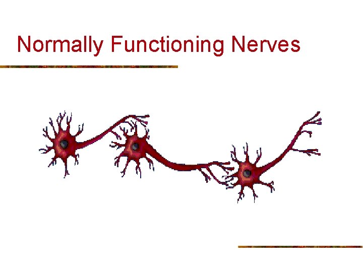 Normally Functioning Nerves 