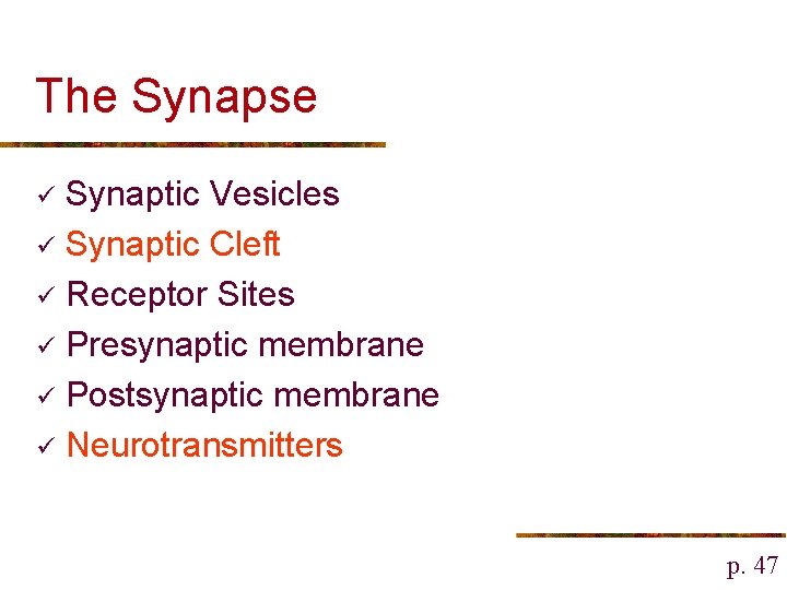 The Synapse Synaptic Vesicles ü Synaptic Cleft ü Receptor Sites ü Presynaptic membrane ü