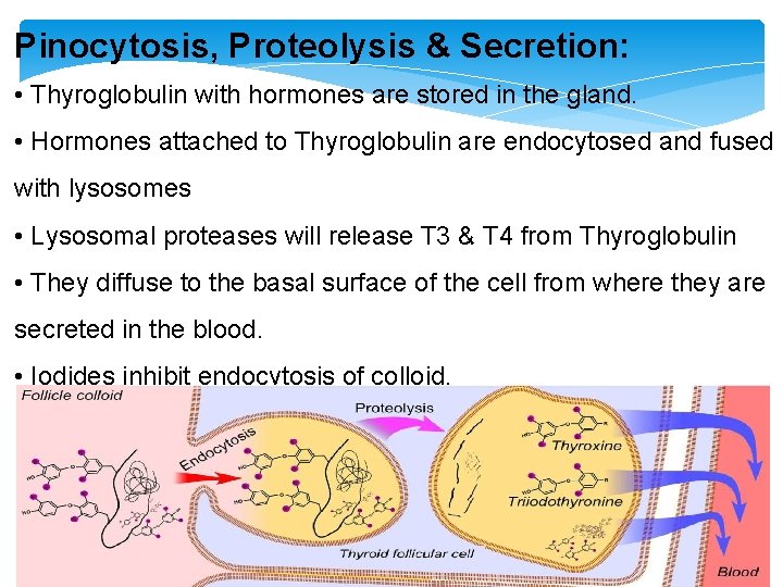 Pinocytosis, Proteolysis & Secretion: • Thyroglobulin with hormones are stored in the gland. •