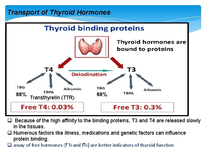 Transport of Thyroid Hormones 80% Transthyretin (TTR) 60% q Because of the high affinity