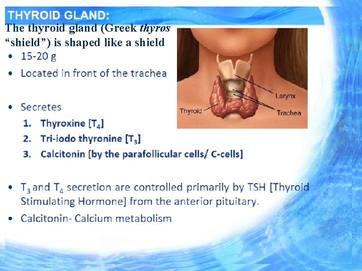 The thyroid gland (Greek thyros “shield”) is shaped like a shield 