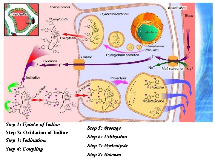 Step 1: Uptake of Iodine Step 2: Oxidation of Iodine Step 3: Iodination Step