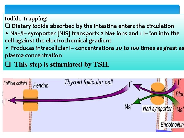 Iodide Trapping q Dietary iodide absorbed by the intestine enters the circulation • Na+/I–